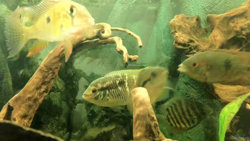 Besatz im Aquarium Südamerika Buntbarsche von Grüffelo (15)