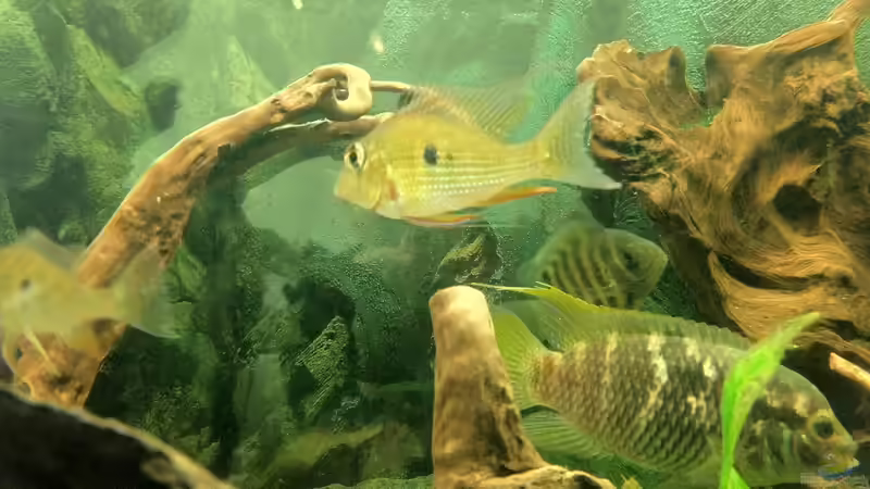 Besatz im Aquarium Südamerika Buntbarsche von Grüffelo (18)