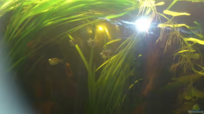 Besatz im Aquarium Südamerika die erste ) NUR NOCH ALS BEISPIEL. von Kai Heermann (25)