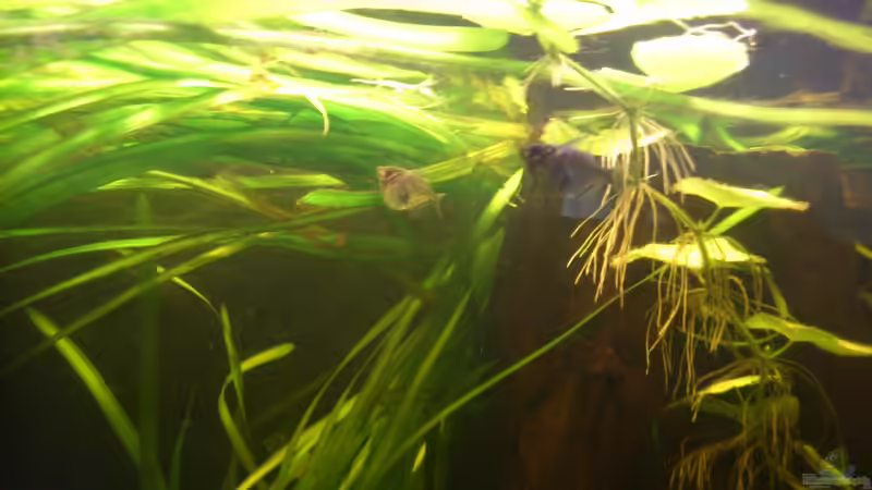 Besatz im Aquarium Südamerika die erste ) NUR NOCH ALS BEISPIEL. von Kai Heermann (28)