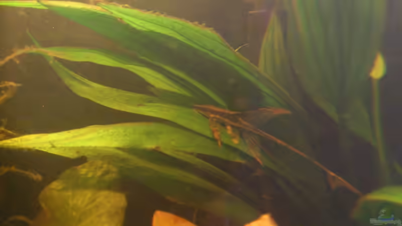 Besatz im Aquarium Südamerika die erste ) NUR NOCH ALS BEISPIEL. von Kai Heermann (29)