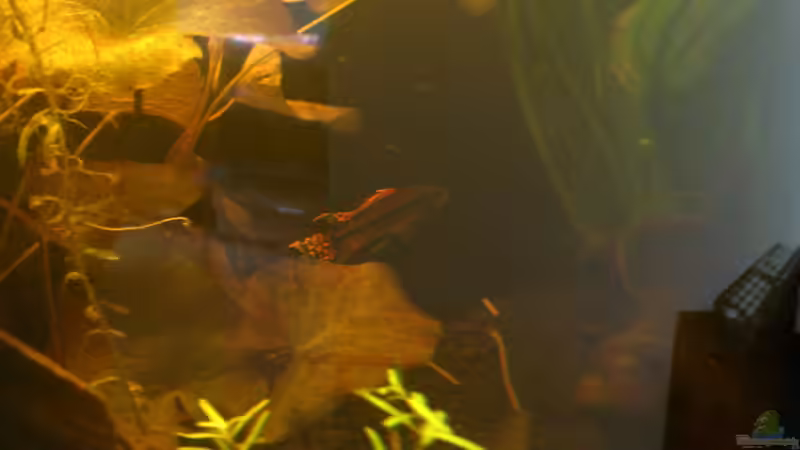 Besatz im Aquarium Südamerika die erste ) NUR NOCH ALS BEISPIEL. von Kai Heermann (30)