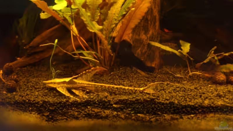 Besatz im Aquarium Südamerika die erste ) NUR NOCH ALS BEISPIEL. von Kai Heermann (33)