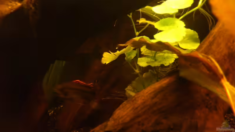 Besatz im Aquarium Südamerika die erste ) NUR NOCH ALS BEISPIEL. von Kai Heermann (34)