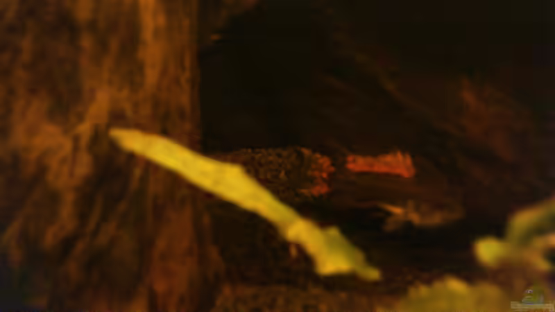 Besatz im Aquarium Südamerika die erste ) NUR NOCH ALS BEISPIEL. von Kai Heermann (35)