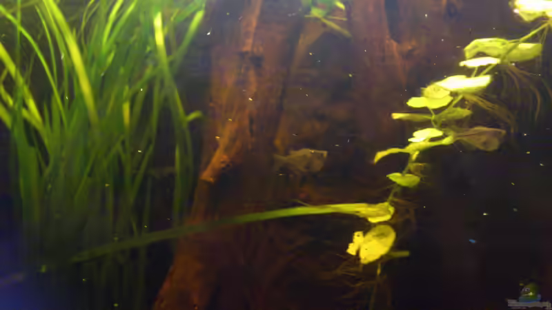 Besatz im Aquarium Südamerika die erste ) NUR NOCH ALS BEISPIEL. von Kai Heermann (40)