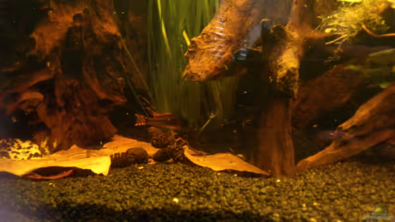 Besatz im Aquarium Südamerika die erste ) NUR NOCH ALS BEISPIEL. von Kai Heermann (41)