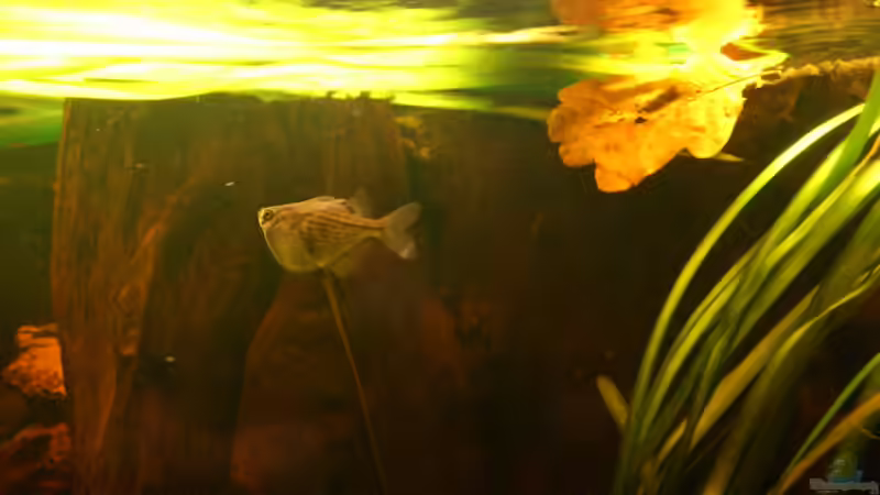 Besatz im Aquarium Südamerika die erste ) NUR NOCH ALS BEISPIEL. von Kai Heermann (42)