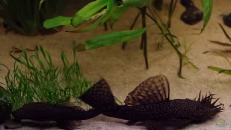 Besatz im Aquarium Südamerika Gesellschaftsbecken 31372 von Dahoimbocha (13)