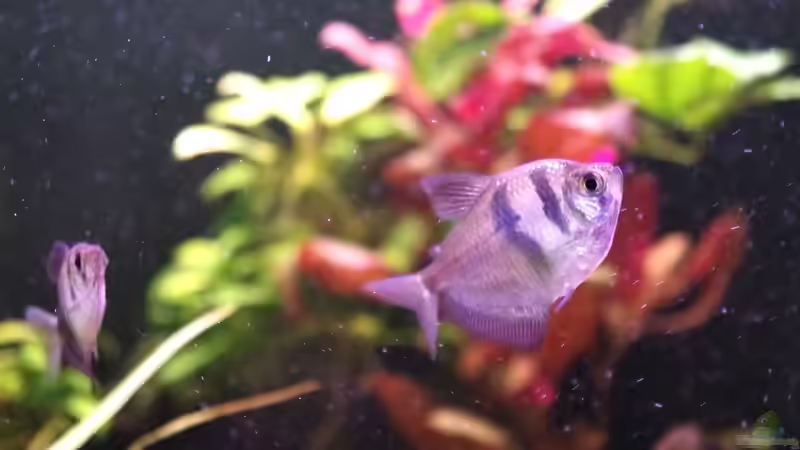 Besatz im Aquarium Südamerika Gesellschaftsbecken 31372 von Dahoimbocha (14)