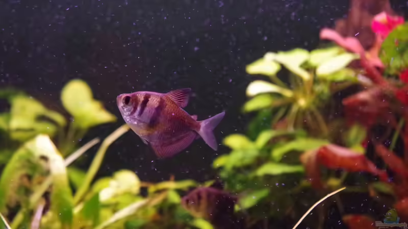 Besatz im Aquarium Südamerika Gesellschaftsbecken 31372 von Dahoimbocha (15)