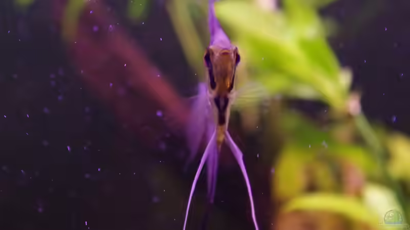 Besatz im Aquarium Südamerika Gesellschaftsbecken 31372 von Dahoimbocha (16)