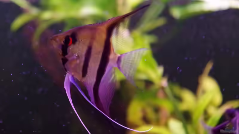 Besatz im Aquarium Südamerika Gesellschaftsbecken 31372 von Dahoimbocha (17)