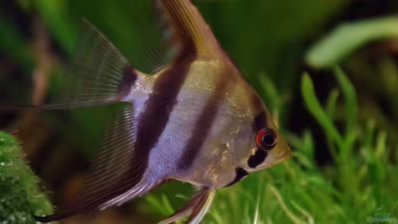 Besatz im Aquarium Südamerika Gesellschaftsbecken 31372 von Dahoimbocha (18)