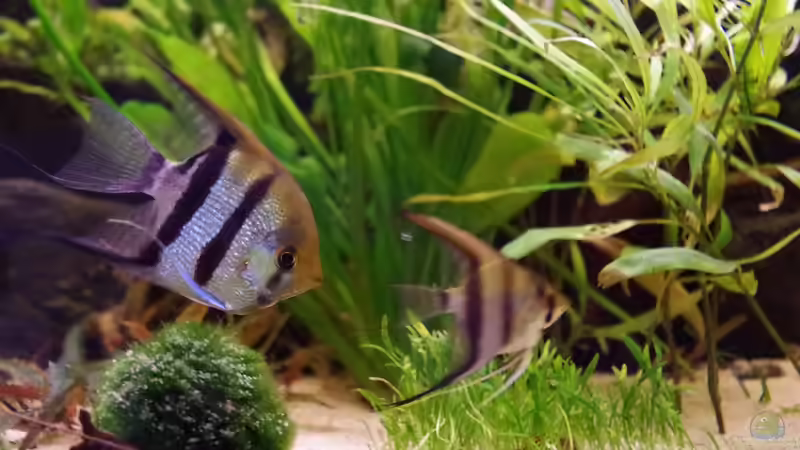 Besatz im Aquarium Südamerika Gesellschaftsbecken 31372 von Dahoimbocha (19)