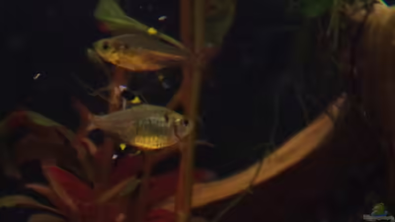 Besatz im Aquarium Südamerika Gesellschaftsbecken 31372 von Dahoimbocha (21)