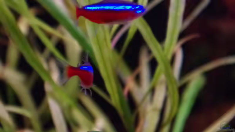 Besatz im Aquarium Südamerika Gesellschaftsbecken 31372 von Dahoimbocha (22)