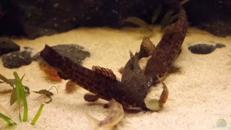 Besatz im Aquarium Südamerika Gesellschaftsbecken 31372 von Dahoimbocha (23)