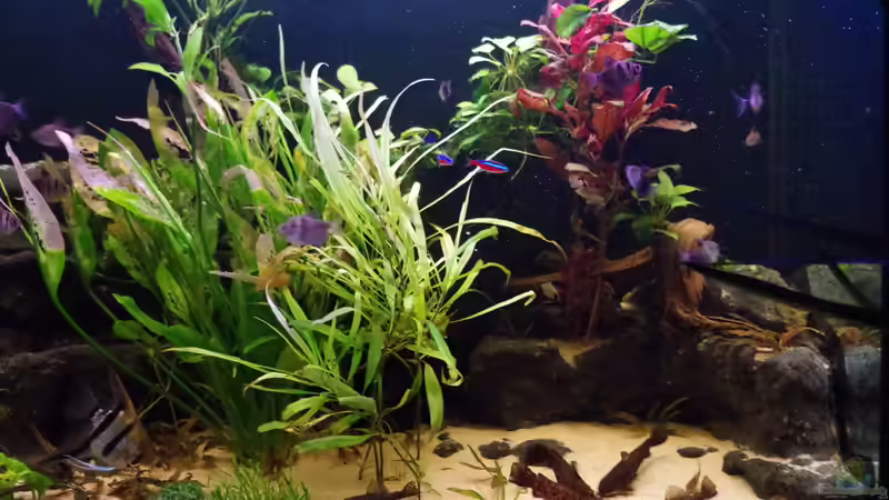 Besatz im Aquarium Südamerika Gesellschaftsbecken 31372 von Dahoimbocha (24)