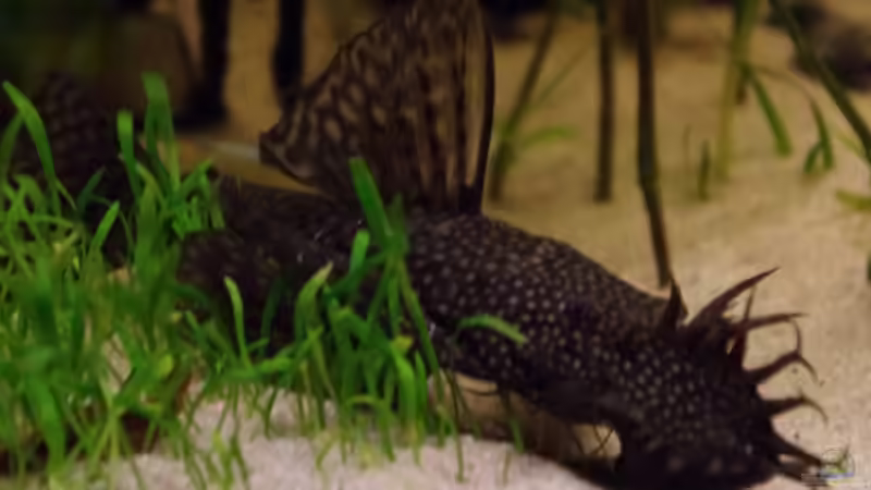 Besatz im Aquarium Südamerika Gesellschaftsbecken 31372 von Dahoimbocha (25)