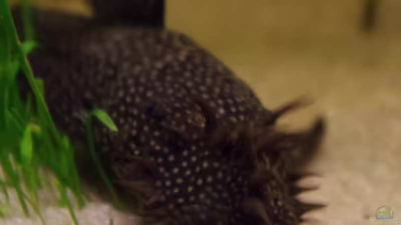 Besatz im Aquarium Südamerika Gesellschaftsbecken 31372 von Dahoimbocha (26)