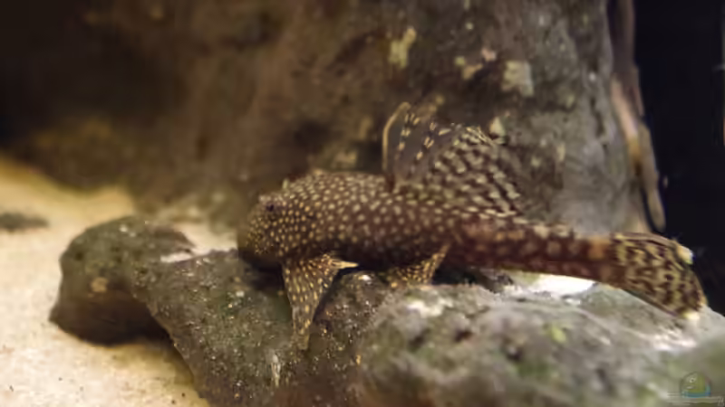 Besatz im Aquarium Südamerika Gesellschaftsbecken 31372 von Dahoimbocha (27)