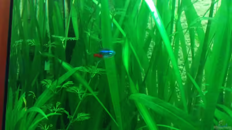 Besatz im Aquarium Südamerika Gesellschaftsbecken von Felix_2310 (10)