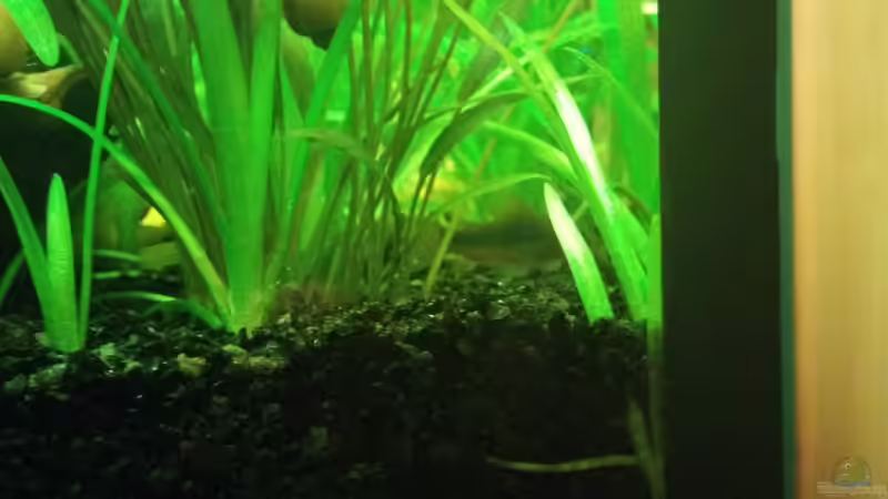 Besatz im Aquarium Südamerika Gesellschaftsbecken von Felix_2310 (11)