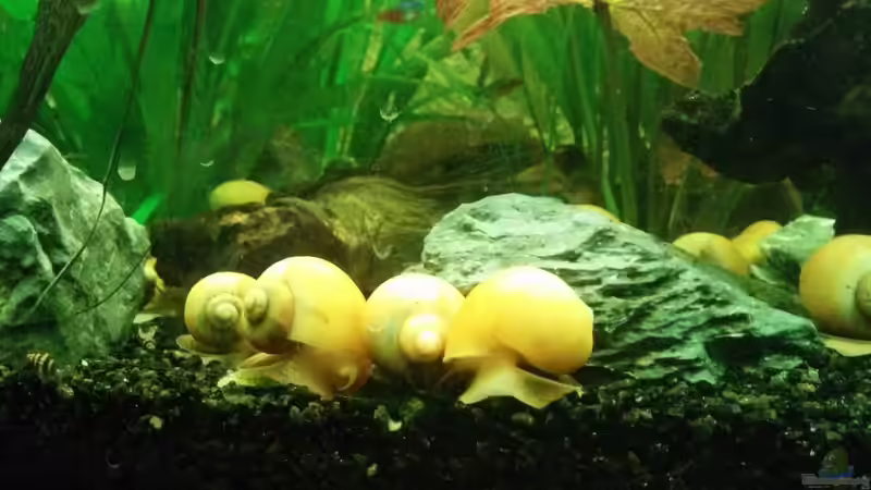 Besatz im Aquarium Südamerika Gesellschaftsbecken von Felix_2310 (12)