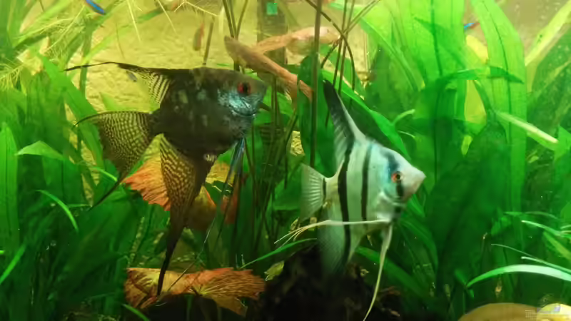 Besatz im Aquarium Südamerika Gesellschaftsbecken von Felix_2310 (8)