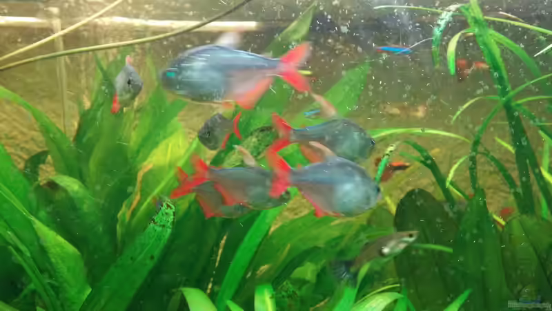 Besatz im Aquarium Südamerika Gesellschaftsbecken von Felix_2310 (9)