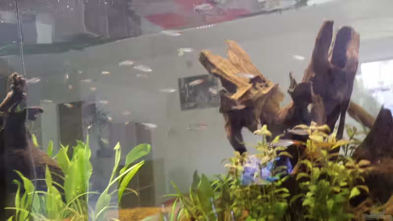 Besatz im Aquarium Südamerika Gesellschaftsbecken von Tobias Zelzer (33)