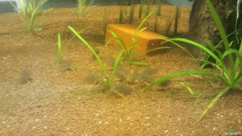 Besatz im Aquarium Südamerika Gesellschaftsbecken von Tobias Zelzer (37)