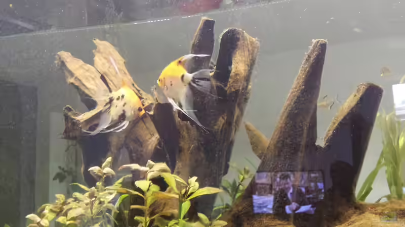 Besatz im Aquarium Südamerika Gesellschaftsbecken von Tobias Zelzer (39)