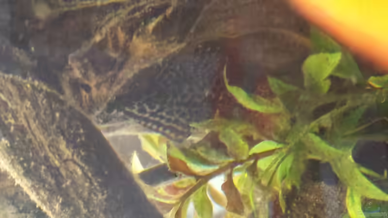 Besatz im Aquarium Südamerika Gesellschaftsbecken von Tobias Zelzer (40)