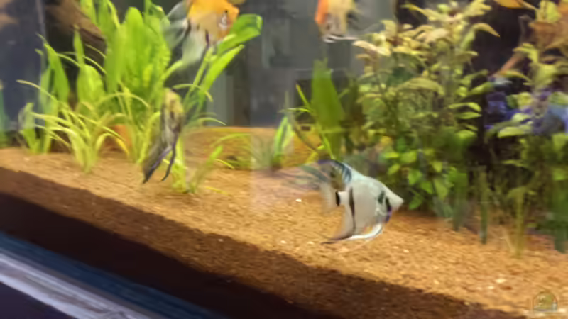 Besatz im Aquarium Südamerika Gesellschaftsbecken von Tobias Zelzer (41)