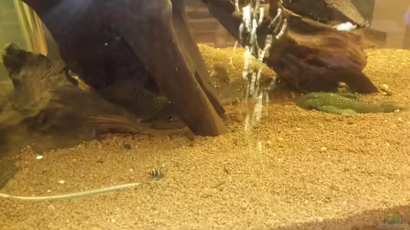 Besatz im Aquarium Südamerika Gesellschaftsbecken von Tobias Zelzer (43)