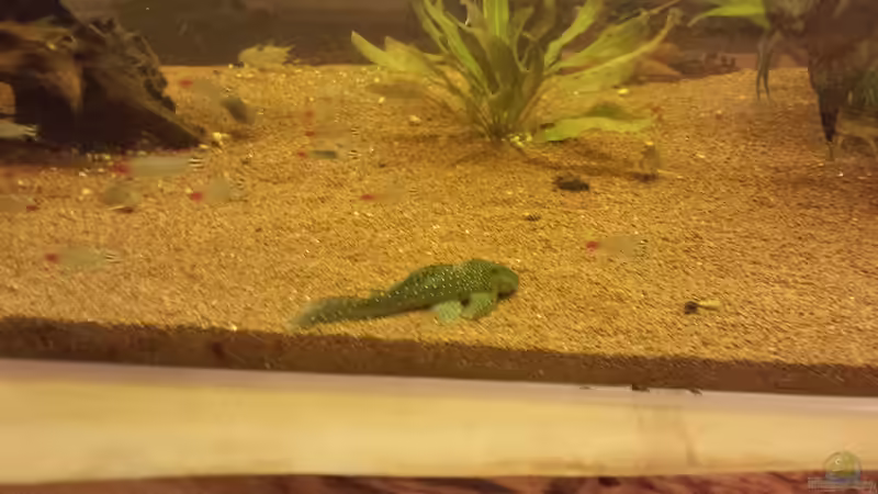 Besatz im Aquarium Südamerika Gesellschaftsbecken von Tobias Zelzer (44)