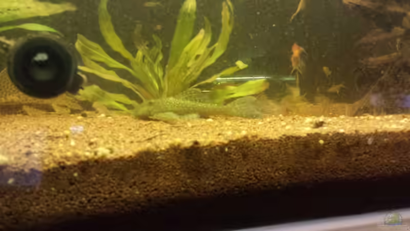 Besatz im Aquarium Südamerika Gesellschaftsbecken von Tobias Zelzer (45)