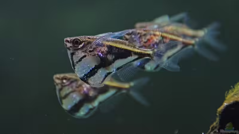 Besatz im Aquarium Südamerika-Juwel Rio von Z to the osel (15)