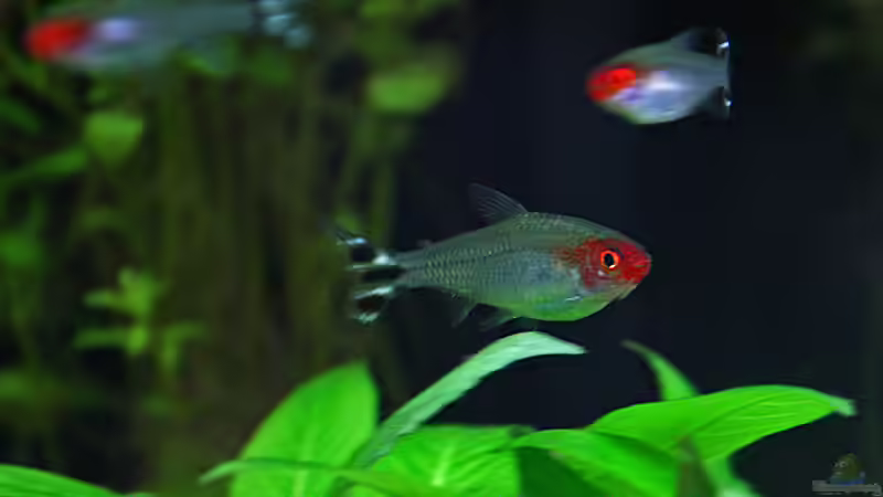 Besatz im Aquarium Südamerika-Juwel Rio von Z to the osel (16)