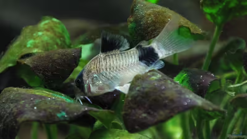 Besatz im Aquarium Südamerika-Juwel Rio von Z to the osel (18)