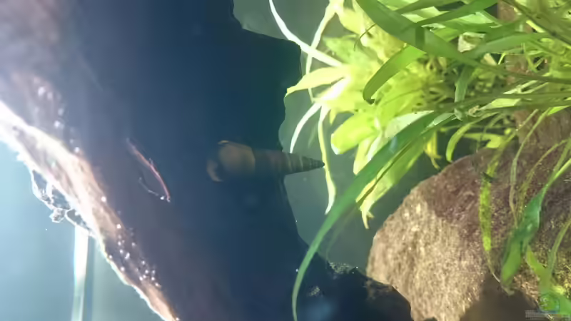 Besatz im Aquarium Südamerika-Juwel Rio von Z to the osel (19)