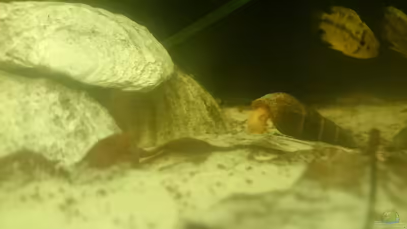 Besatz im Aquarium Südamerika-Juwel Rio von Z to the osel (20)