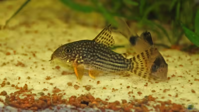 Besatz im Aquarium Südamerika-Juwel Rio von Z to the osel (22)