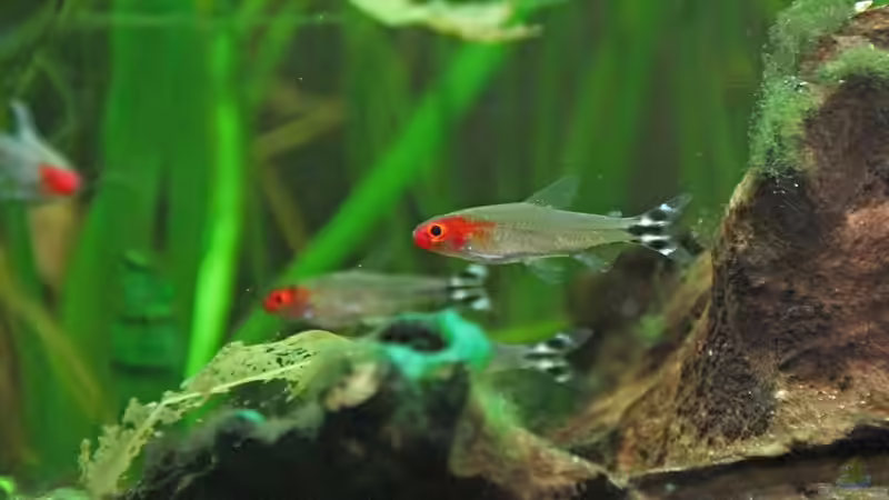 Besatz im Aquarium Südamerika-Juwel Rio von Z to the osel (23)