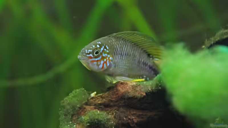 Besatz im Aquarium Südamerika-Juwel Rio von Z to the osel (24)