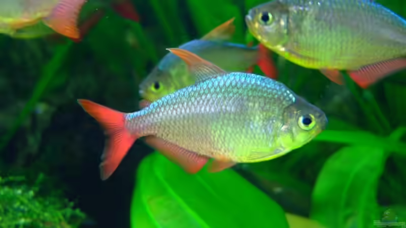 Besatz im Aquarium Südamerika mit Hyphessobrycon columbianus von Kuller (3)