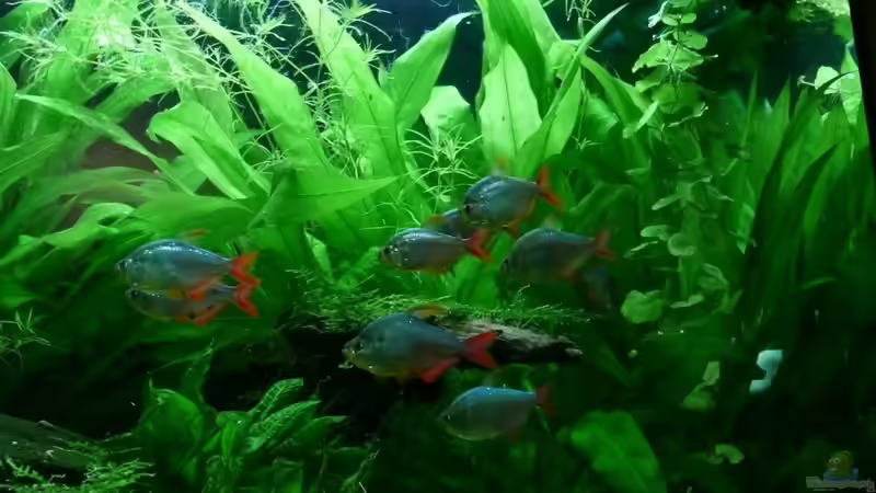 Besatz im Aquarium Südamerika mit Hyphessobrycon columbianus von Kuller (5)