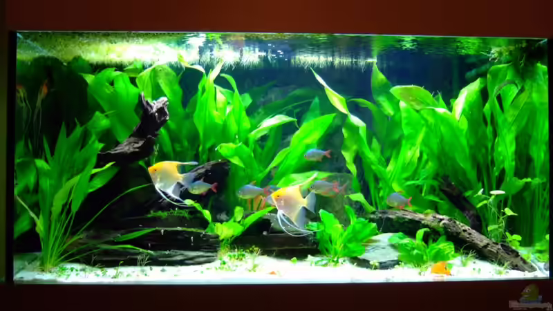 Besatz im Aquarium Südamerika mit Hyphessobrycon columbianus von Kuller (6)